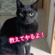 いつまでも怒る子猫に現実をわからせる！そして、迷子猫ポスター完成