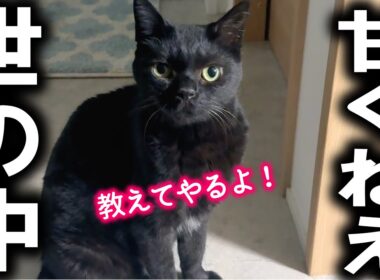 いつまでも怒る子猫に現実をわからせる！そして、迷子猫ポスター完成