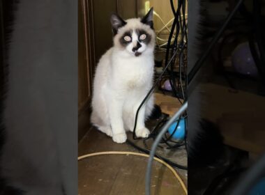 シャムの子ねこパンダくん「最初、目が光ってるけど、光ってないと、こうなるよ」