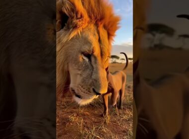 Burmese Cat Affectionately Head Butts Lion's Nose! 😼🦁 #cat #lion