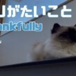 バーマン猫ガブ【ありがたいこと】Thankfully（バーマン猫）Birman/Cat