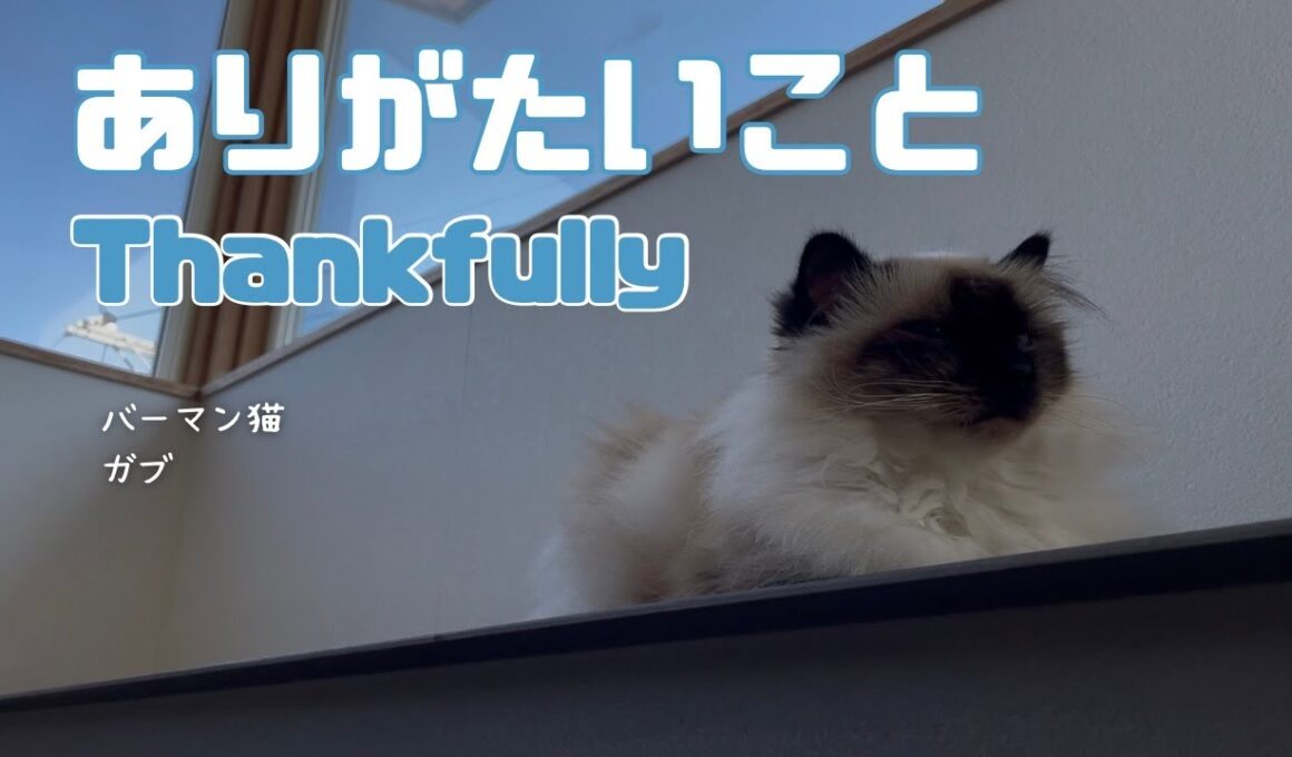 バーマン猫ガブ【ありがたいこと】Thankfully（バーマン猫）Birman/Cat
