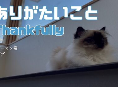 バーマン猫ガブ【ありがたいこと】Thankfully（バーマン猫）Birman/Cat