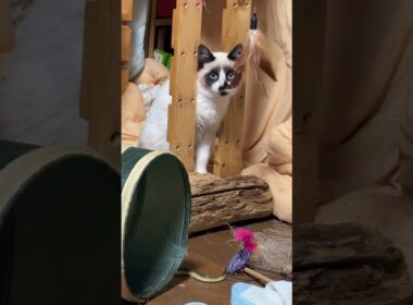 シャムの子ねこパンダくん、DIYキャットタワーのネコジャラシを遊び始めました