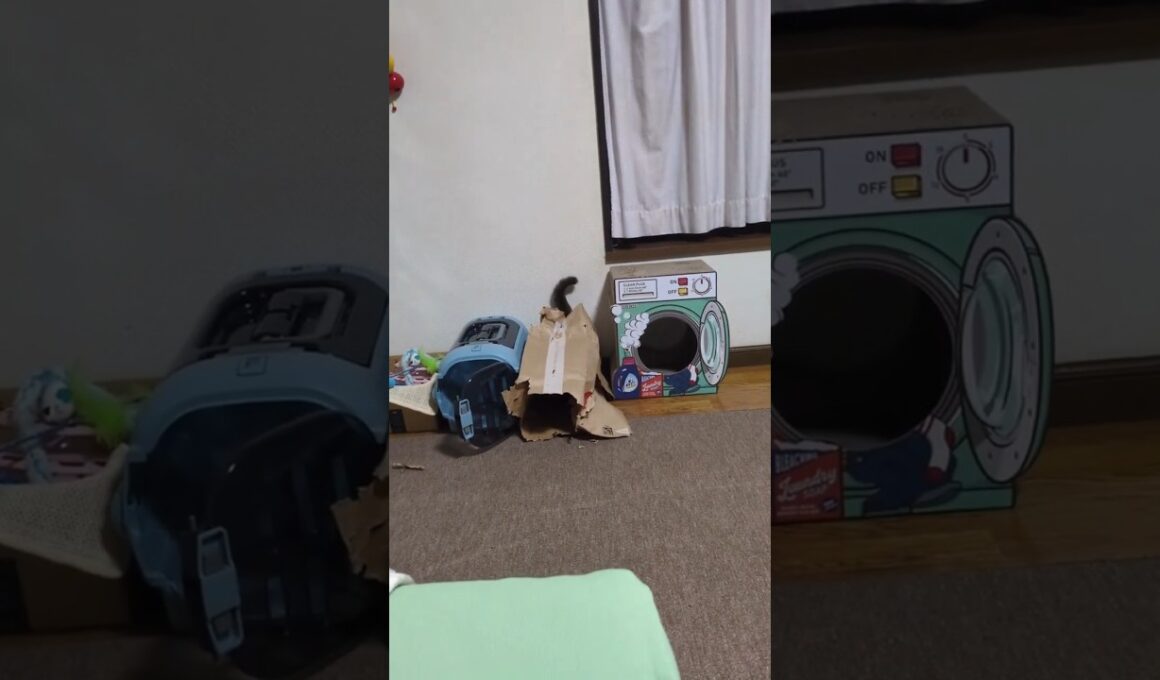 シャム猫☆マロンちゃん戦闘モード発動。これなんてゲーム？#cat #catshorts #シャム猫 #しゃむねこ #猫のいる暮らし #ねこのいる生活 #ファミコン