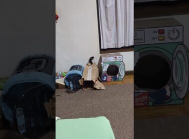 シャム猫☆マロンちゃん戦闘モード発動。これなんてゲーム？#cat #catshorts #シャム猫 #しゃむねこ #猫のいる暮らし #ねこのいる生活 #ファミコン