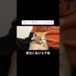膝上で眠気とたたかう子猫 #cat  #猫  #ねこ  #保護猫 #cute #猫のいる暮らし #子猫 #kitten #shorts  #こねこ