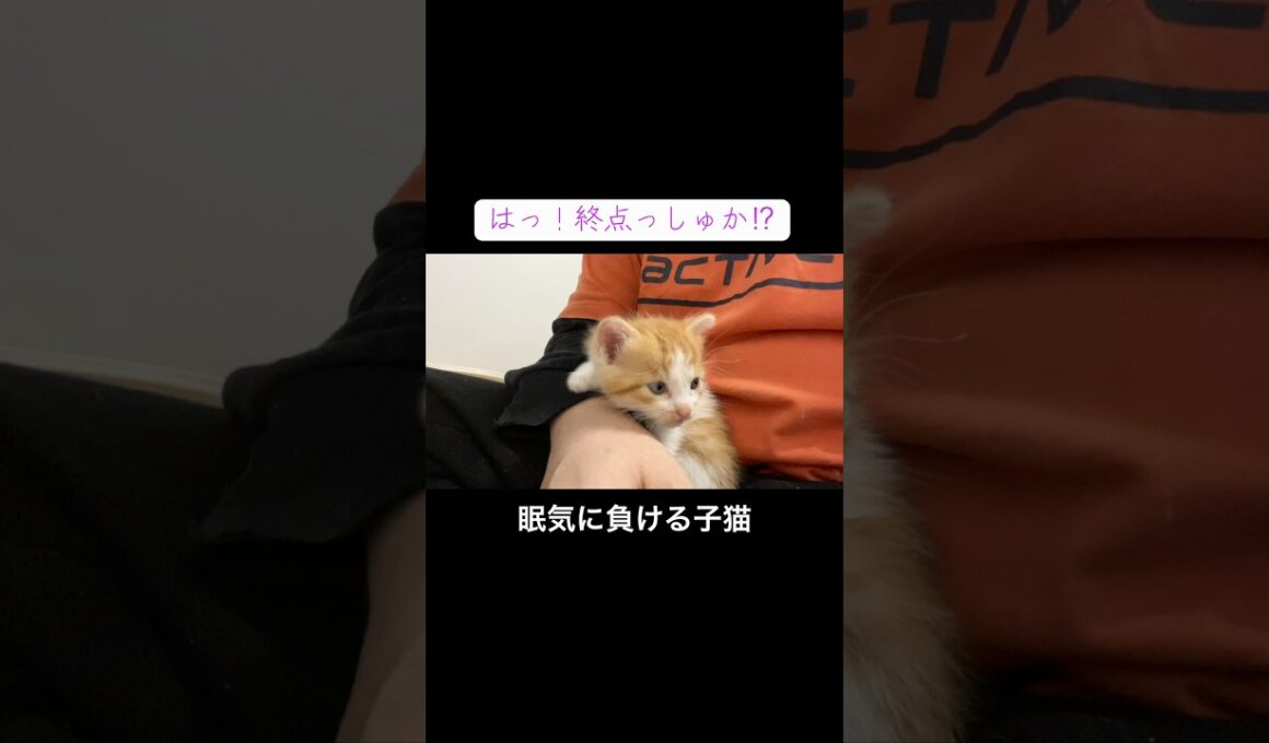 膝上で眠気とたたかう子猫 #cat  #猫  #ねこ  #保護猫 #cute #猫のいる暮らし #子猫 #kitten #shorts  #こねこ