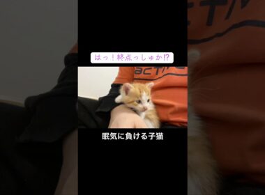 膝上で眠気とたたかう子猫 #cat  #猫  #ねこ  #保護猫 #cute #猫のいる暮らし #子猫 #kitten #shorts  #こねこ