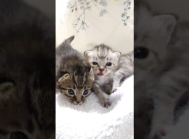 はしゃぎ過ぎた赤ちゃん子猫がママのお膝から落っこちてしまう？【赤ちゃん猫　保護猫】