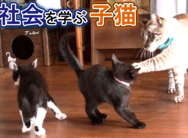幸せの第一歩！子猫たちのカフェデビュー