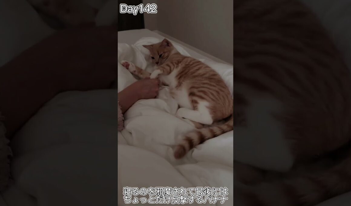 寝るのを邪魔されて最後にはちょっとだけ反撃するバナナ #shorts #猫 #子猫【マンチカン×サイベリアン】