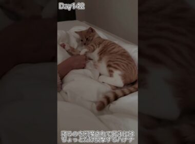 寝るのを邪魔されて最後にはちょっとだけ反撃するバナナ #shorts #猫 #子猫【マンチカン×サイベリアン】