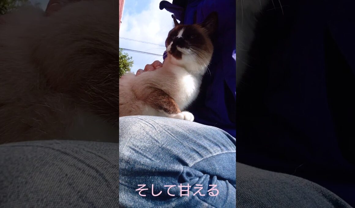 シャム猫さんとお外で遊んできました