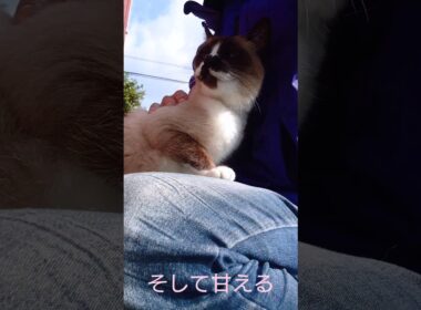 シャム猫さんとお外で遊んできました