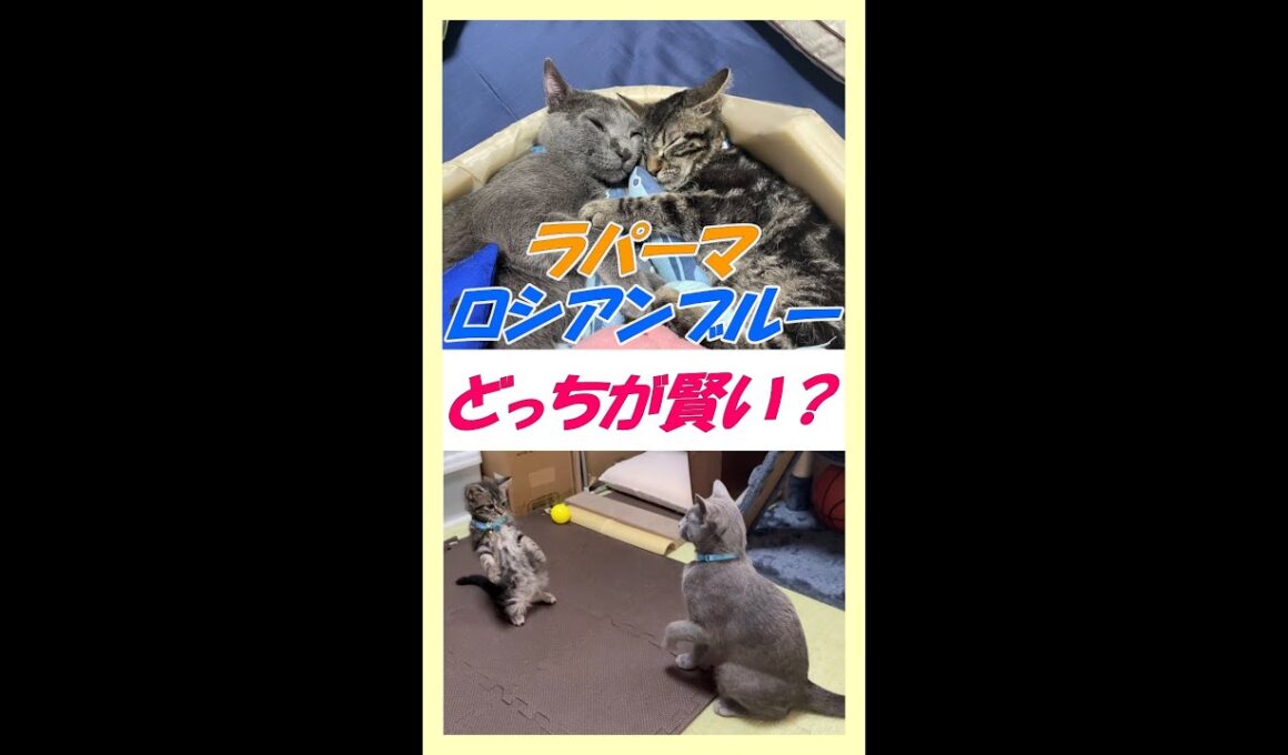 Q：ロシアンブルーは賢い猫、またボイスレスキャットって言われてますが、２匹を比べてどうですか？その答えは・・・ #Shorts