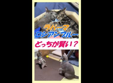 Q：ロシアンブルーは賢い猫、またボイスレスキャットって言われてますが、２匹を比べてどうですか？その答えは・・・ #Shorts