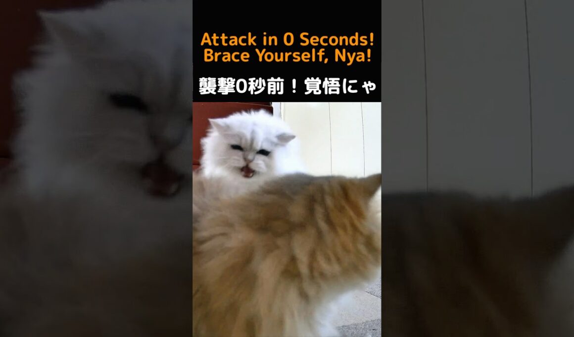 Mary vs Gin! The Surprise Waiting Behind Her! (Persian Cats)#cat#persiancat#catshorts#funnycats