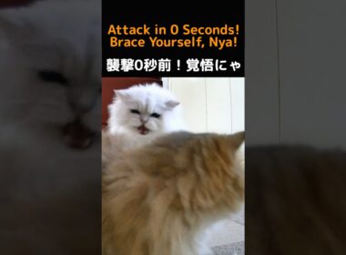 Mary vs Gin! The Surprise Waiting Behind Her! (Persian Cats)#cat#persiancat#catshorts#funnycats