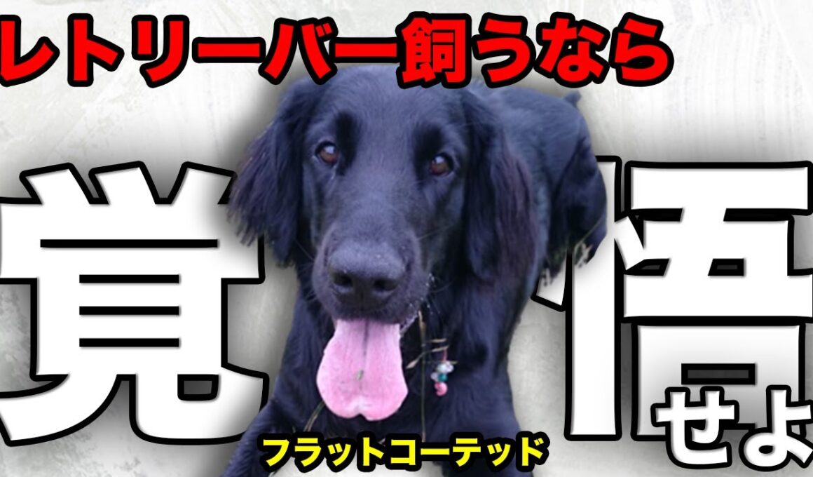 【解説】迎える前に1度見て！フラットコーテッド・レトリバーの魅力や注意点について教えます！