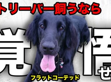 【解説】迎える前に1度見て！フラットコーテッド・レトリバーの魅力や注意点について教えます！