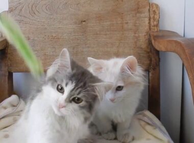 ノルウェージャン・フォレストキャット・仔猫・ブリーダー・関西京都・BALU・みやこBABY