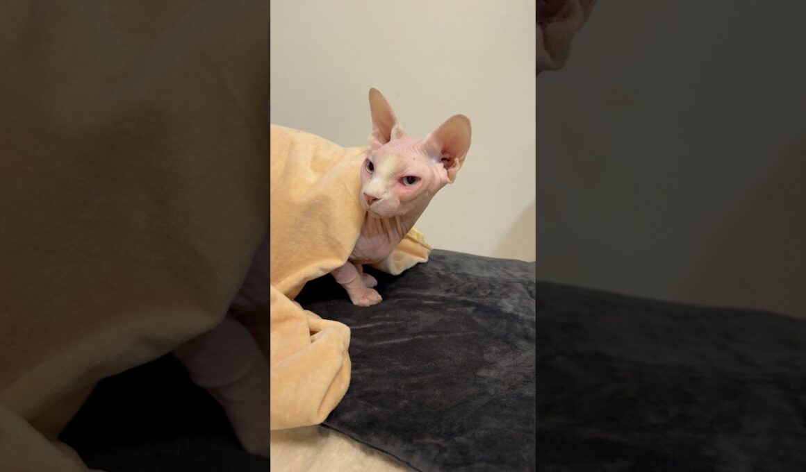 ペット用ヒートパットにうっとりする猫アレクサンドラ【スフィンクス】