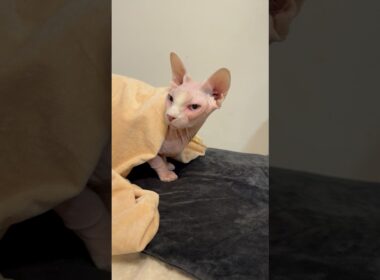 ペット用ヒートパットにうっとりする猫アレクサンドラ【スフィンクス】