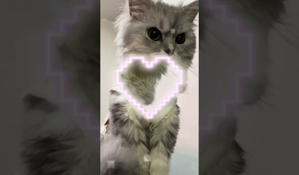 2歳になったつらら🎂✨️#猫#ペルシャ