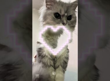 2歳になったつらら🎂✨️#猫#ペルシャ