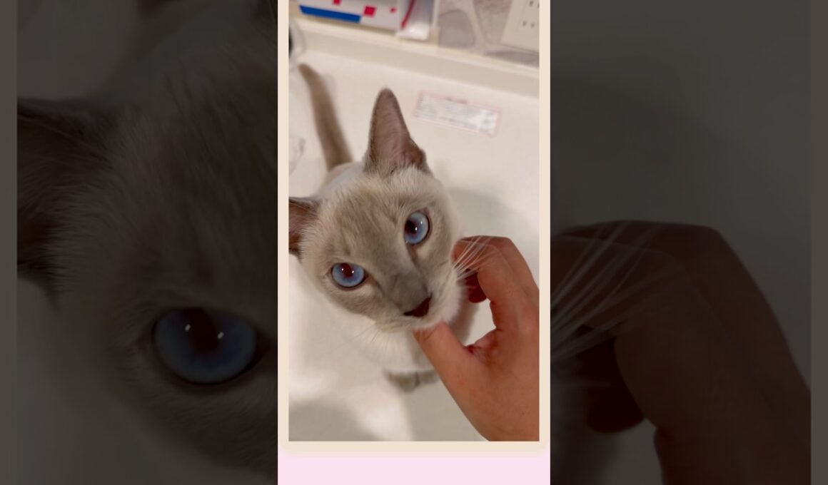 甘えん坊の愛猫が首元にキスしてくれる瞬間💓🐾 #猫 #かわいい猫 #愛猫