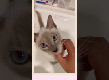 甘えん坊の愛猫が首元にキスしてくれる瞬間💓🐾 #猫 #かわいい猫 #愛猫