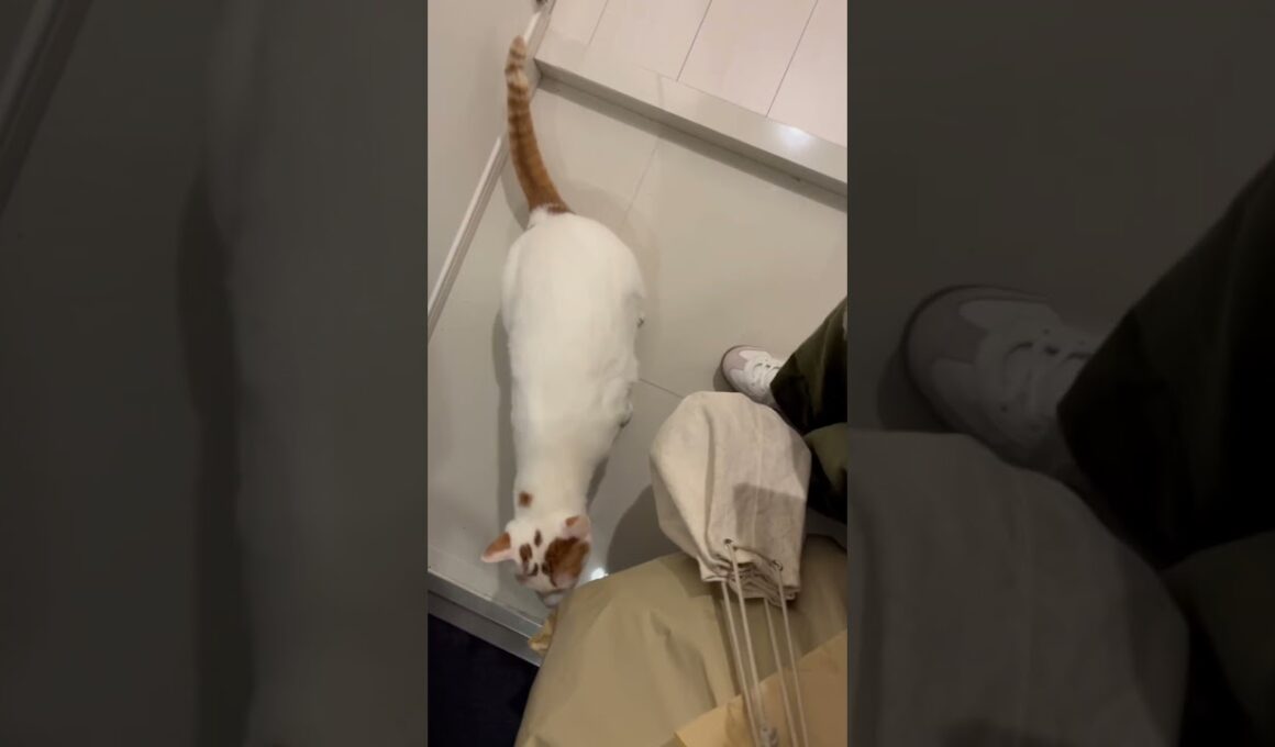 迎えに来てくれます😂