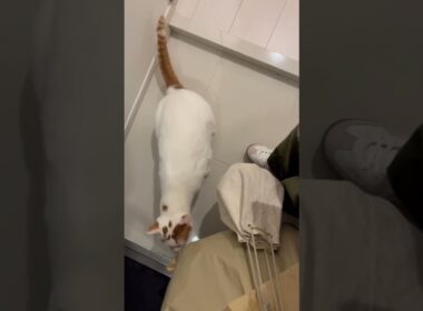 迎えに来てくれます😂