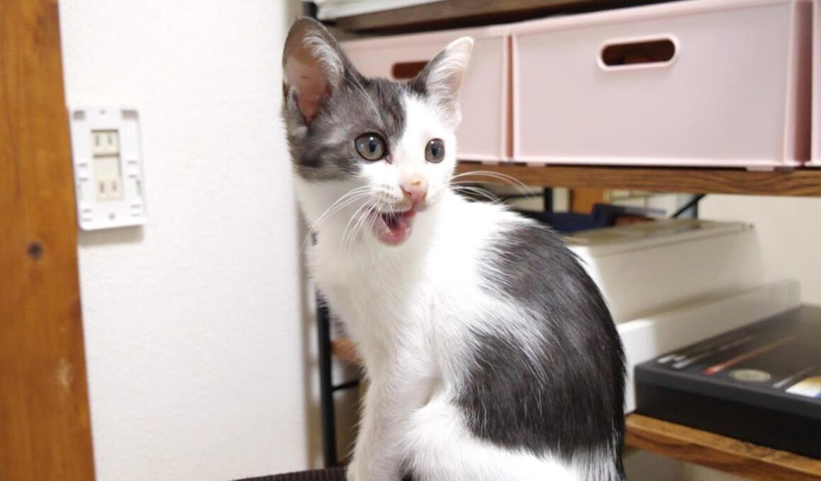 子猫のヘッドスライディングが激し過ぎてカメラにコツンと【赤ちゃん猫　保護猫】