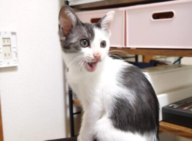 子猫のヘッドスライディングが激し過ぎてカメラにコツンと【赤ちゃん猫　保護猫】