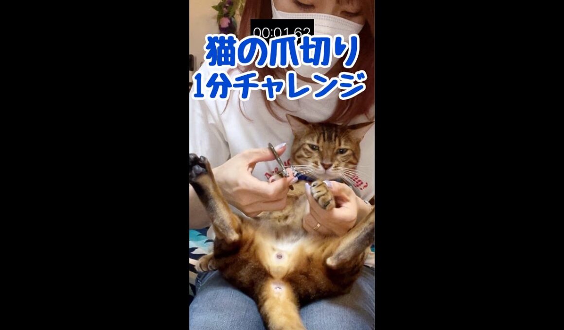 1分で猫の爪切りできるかな？テト編💙 #shorts