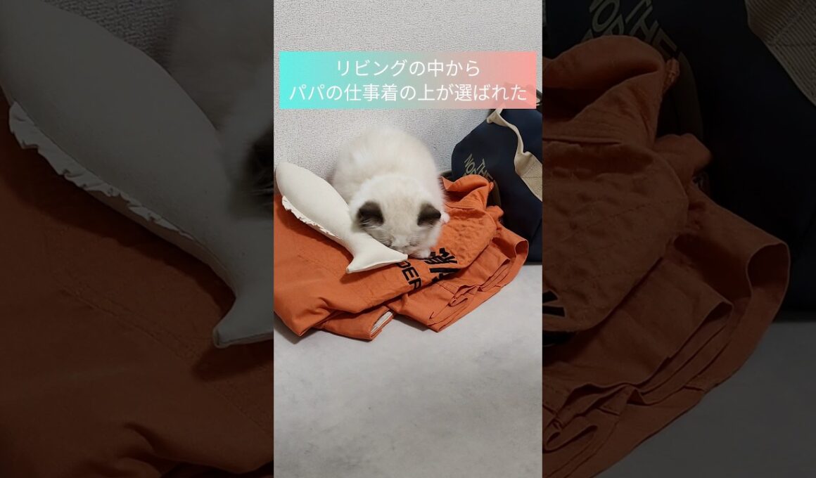 #shorts #ラグドール #子猫 #猫のいる生活 #甘えん坊猫 #ぬいぐるみ猫