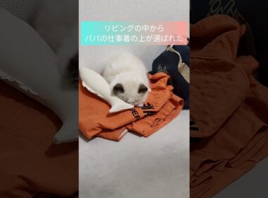 #shorts #ラグドール #子猫 #猫のいる生活 #甘えん坊猫 #ぬいぐるみ猫