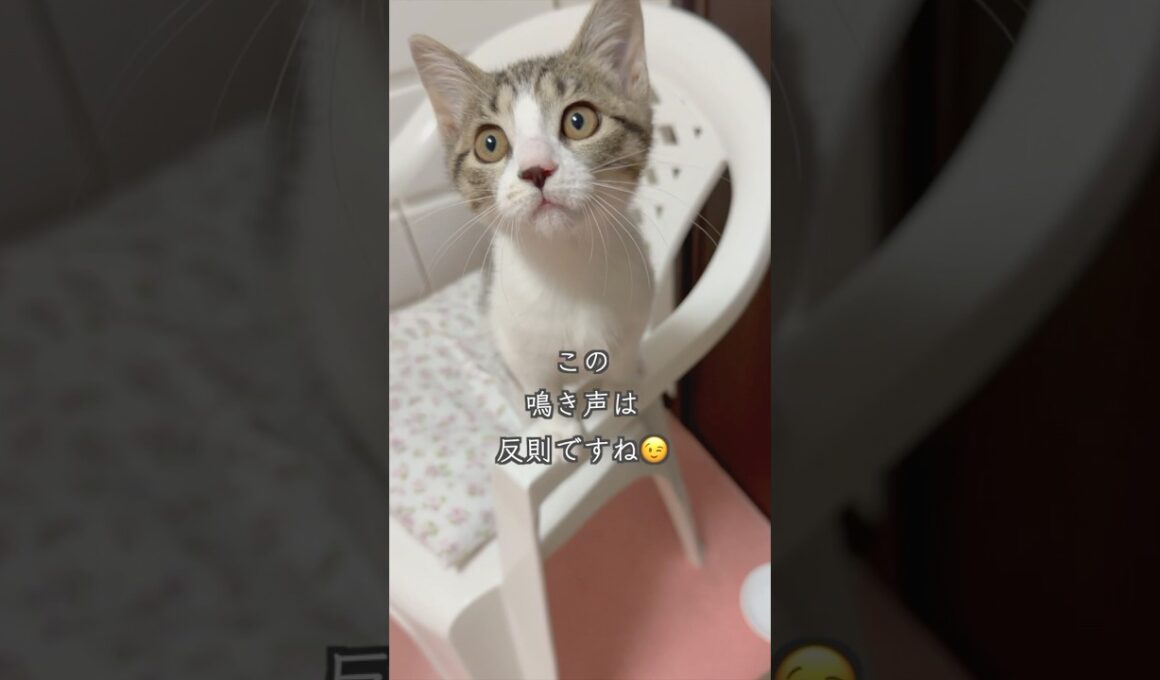 3ヶ月の子猫の鳴き声が反則級の可愛らしさだが〇〇癖がひどすぎる  #shorts  #子猫動画 #猫のいる暮らし