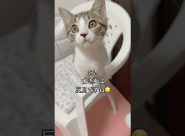 3ヶ月の子猫の鳴き声が反則級の可愛らしさだが〇〇癖がひどすぎる  #shorts  #子猫動画 #猫のいる暮らし