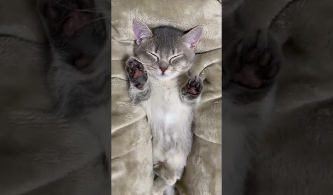 寝落ちした子猫がまさかのバンザイで可愛すぎた…笑