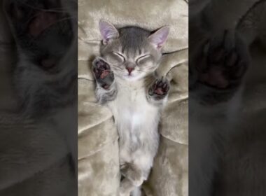 寝落ちした子猫がまさかのバンザイで可愛すぎた…笑