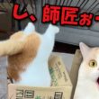 事故発生！！猫たちが興奮しすぎて大変なことに…！！！！