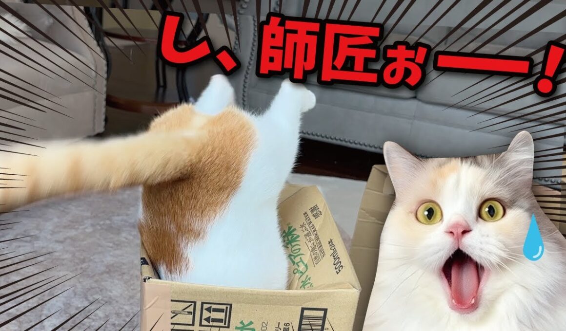 事故発生！！猫たちが興奮しすぎて大変なことに…！！！！