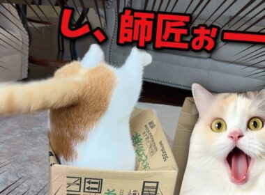 事故発生！！猫たちが興奮しすぎて大変なことに…！！！！
