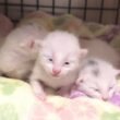 生後6日 ついに目が開き始めた子猫 寛平期突入！【白玉ちゃん日記#10】Kittens beginning to open their eyes