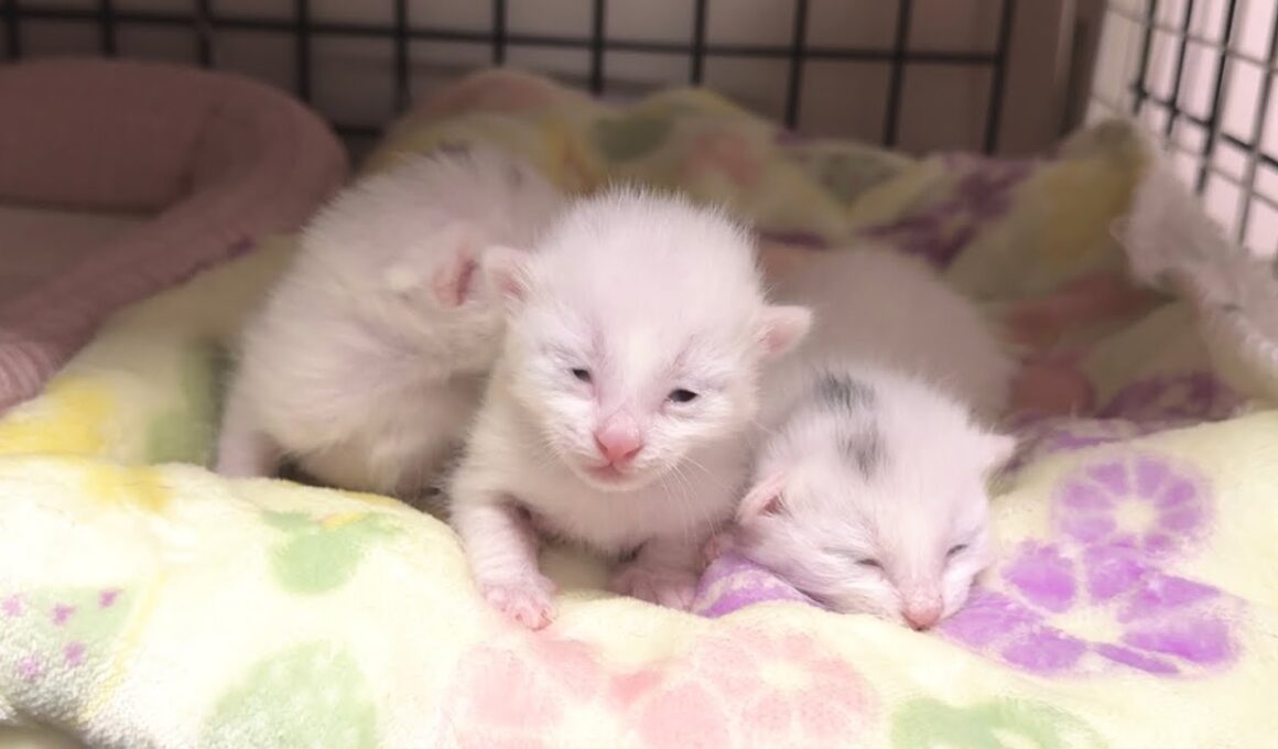 生後6日 ついに目が開き始めた子猫 寛平期突入！【白玉ちゃん日記#10】Kittens beginning to open their eyes