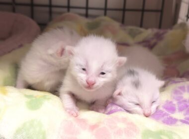 生後6日 ついに目が開き始めた子猫 寛平期突入！【白玉ちゃん日記#10】Kittens beginning to open their eyes