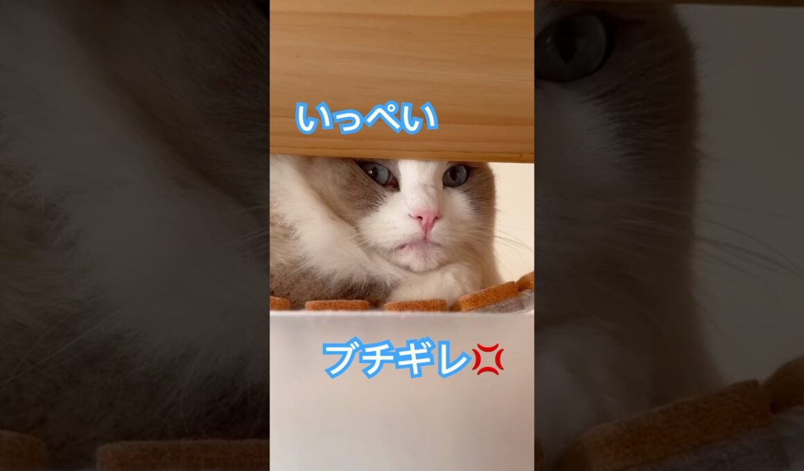ちょっとお出掛けしてくるねーって言ったら…いっぺいがブチギレました😭🤣😱😅💦#ラグドール #猫好きさんと繋がりたい #いっぺいdialy